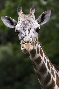 Giraffe-Illusion